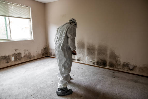 Best Post-Flood Mold Remediation in Alburtis, PA